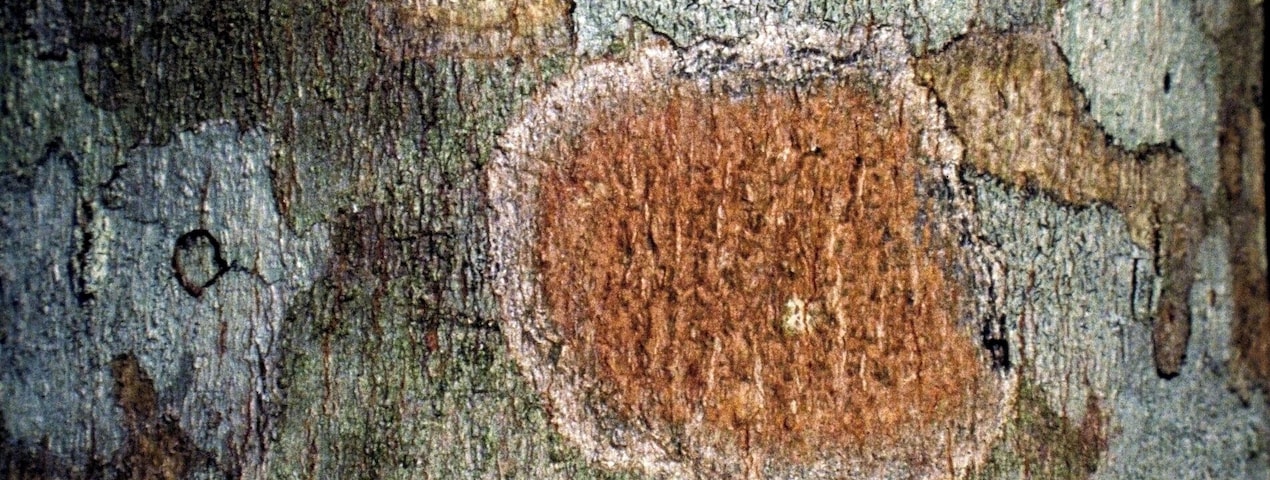 #bark #tree #arvore #casca
Bark detail of Rubber tree
The trees of my journeys - VIII
Poem by Pedro Veludo
Translation by Jorge Veludo
I observe the harmony with which
your trunk sustains its branches.
Scratching you ever so lightly,
I inhale the sap of your entrails.
I feel inebriated. Your body
awakens in me unsuspected
sensualities. A stranger walks
by. Solemn, I step back and
examine you with a calculated
cataloguing pose. Did he ...
notice? I take leave. bidding you
good-bye with a sideways look.
Detalhe de casca de Seringueira
As รกrvores do meu caminho - VIII
Poema de Pedro Veludo
Observo a harmonia com que o teu tronco sustรฉm as ramagens. Arranho-te ao de leve e cheiro a seiva das tuas entranhas. Sinto-me inebriado. Teu corpo desperta em mim sensualidades ignoradas. Um desconhecido passa. Sรฉrio, recuo alguns passos e examino-te com fingido ar catalogador. Ele... terรก reparado? Retiro-me, despedindo-me de ti com um olhar de soslaio.