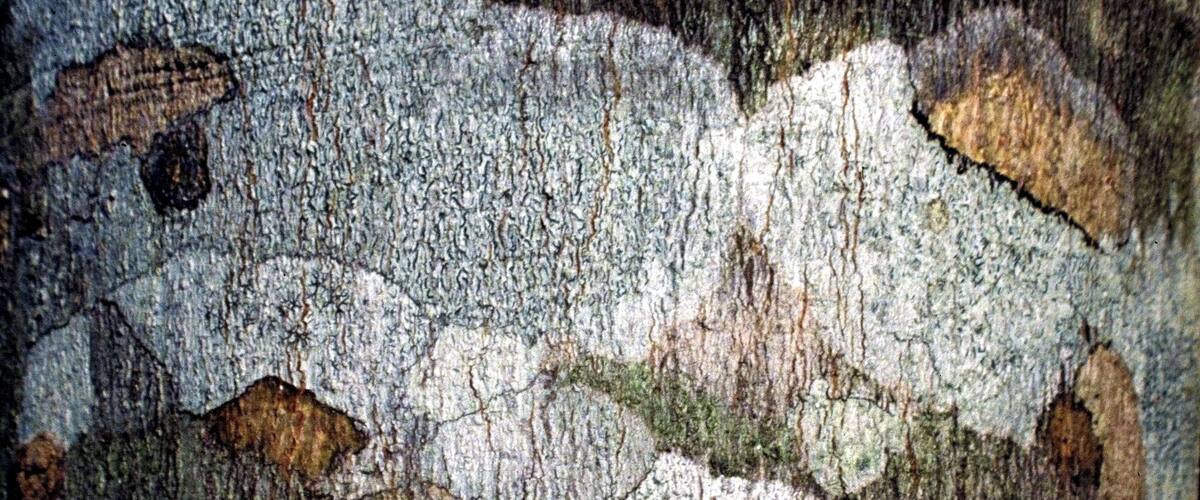 A close-up of a tree bark with lichen growth.