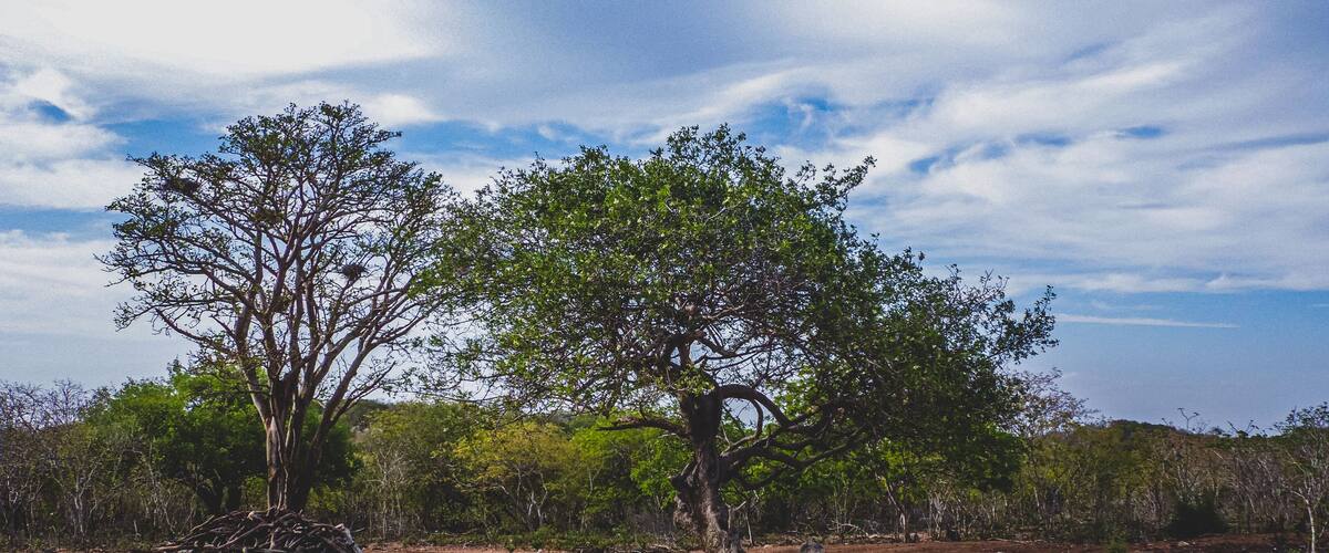 A dry, rocky landscape with sparse vegetation and a prominent tree.