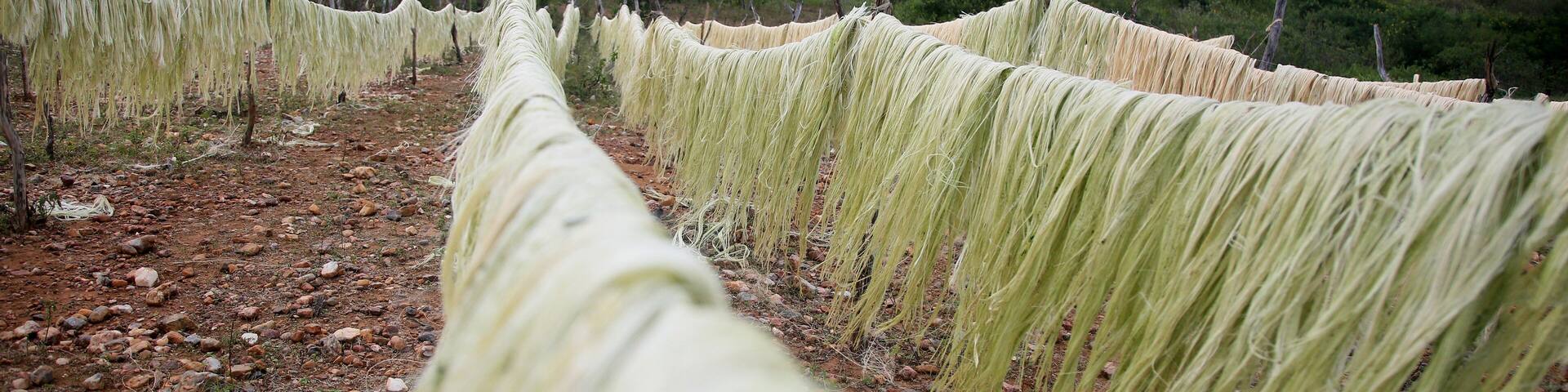 araci, bahia, brazil - march 9, 2022: drying fibers of sisal plant - agavaceae - for rope production in the city of Araci, semi-arid region of Bahia.