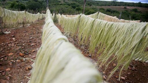 araci, bahia, brazil - march 9, 2022: drying fibers of sisal plant - agavaceae - for rope production in the city of Araci, semi-arid region of Bahia.