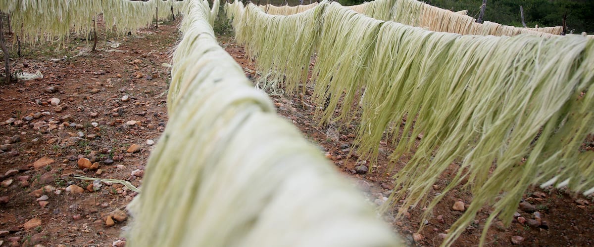 A field of tall, thin plants with a dirt path running through them.