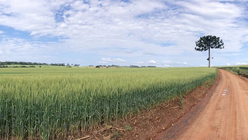 Wheat crop landscape with dirt road and an isolated Araucaria tree. panoramic scene