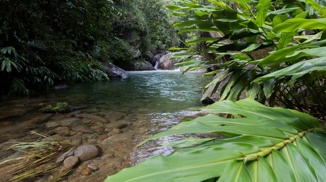 Vegetação no Poço da Gruta, Serra da Mantiqueira, Visconde de Mauá, Rio de Janeiro, Brasil