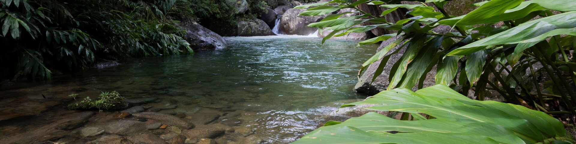 Vegetação no Poço da Gruta, Serra da Mantiqueira, Visconde de Mauá, Rio de Janeiro, Brasil