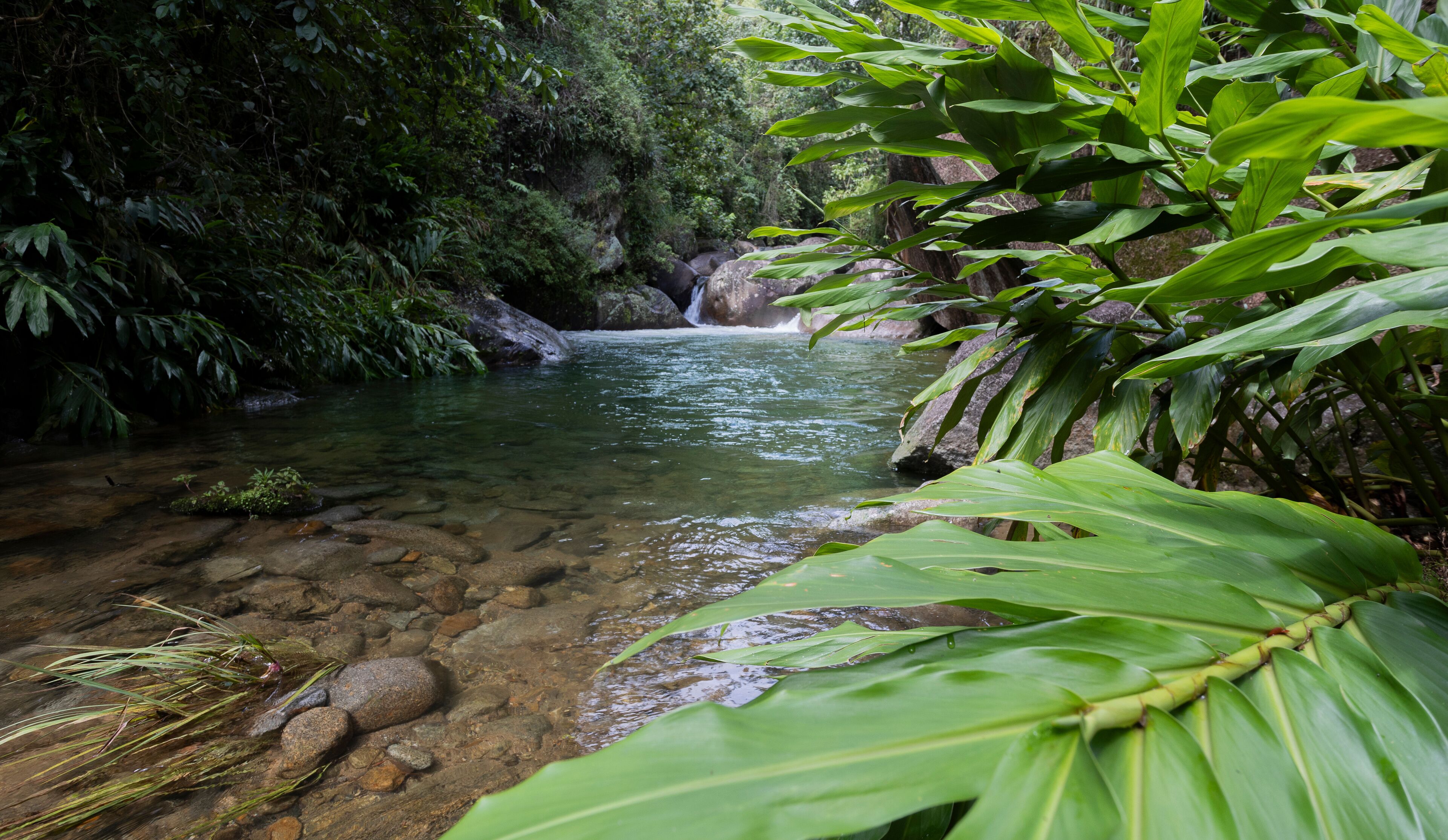 A clear stream surrounded by lush greenery and rocks.