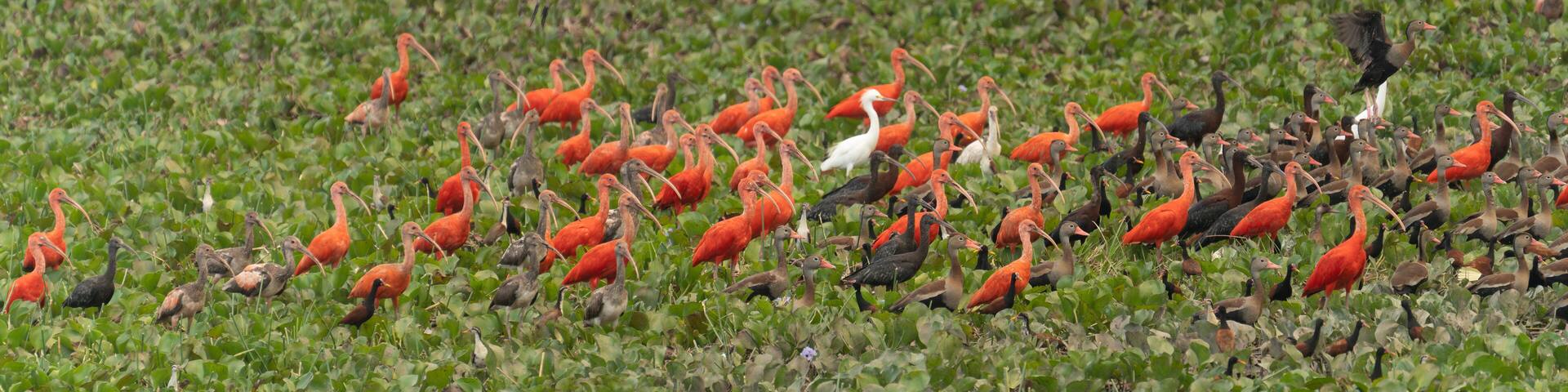 a flock of red ibis on the Venezuela River.
