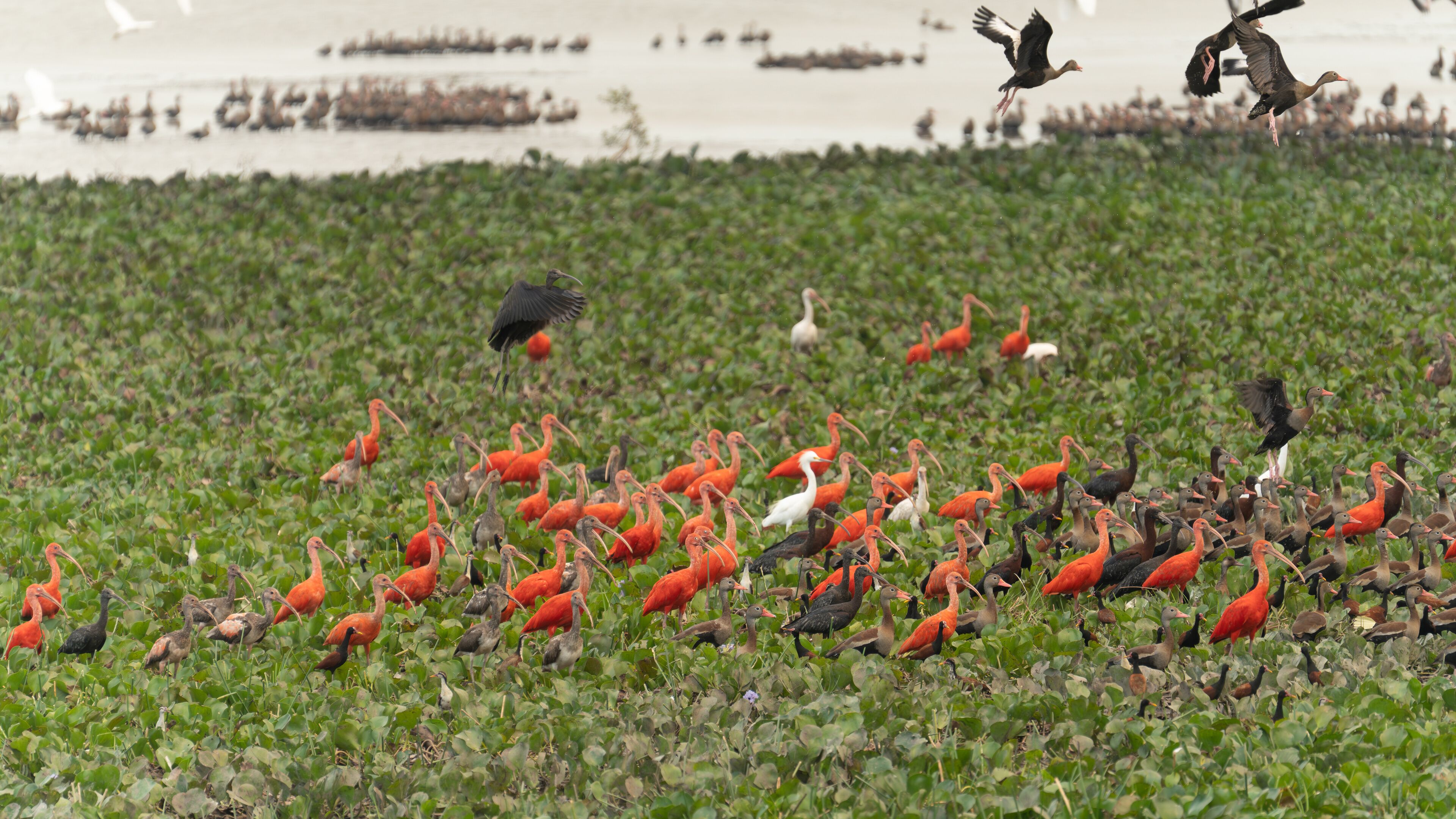 A wetland with numerous birds, including red and black ones, and a few white birds in the background.