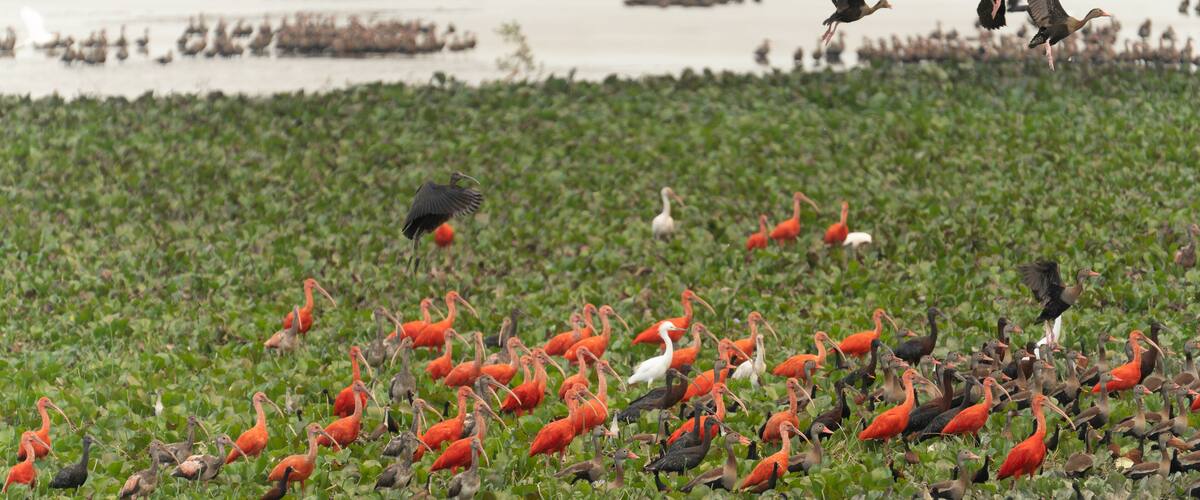 A wetland with numerous birds, including red and black ones, and a few white birds in the background.