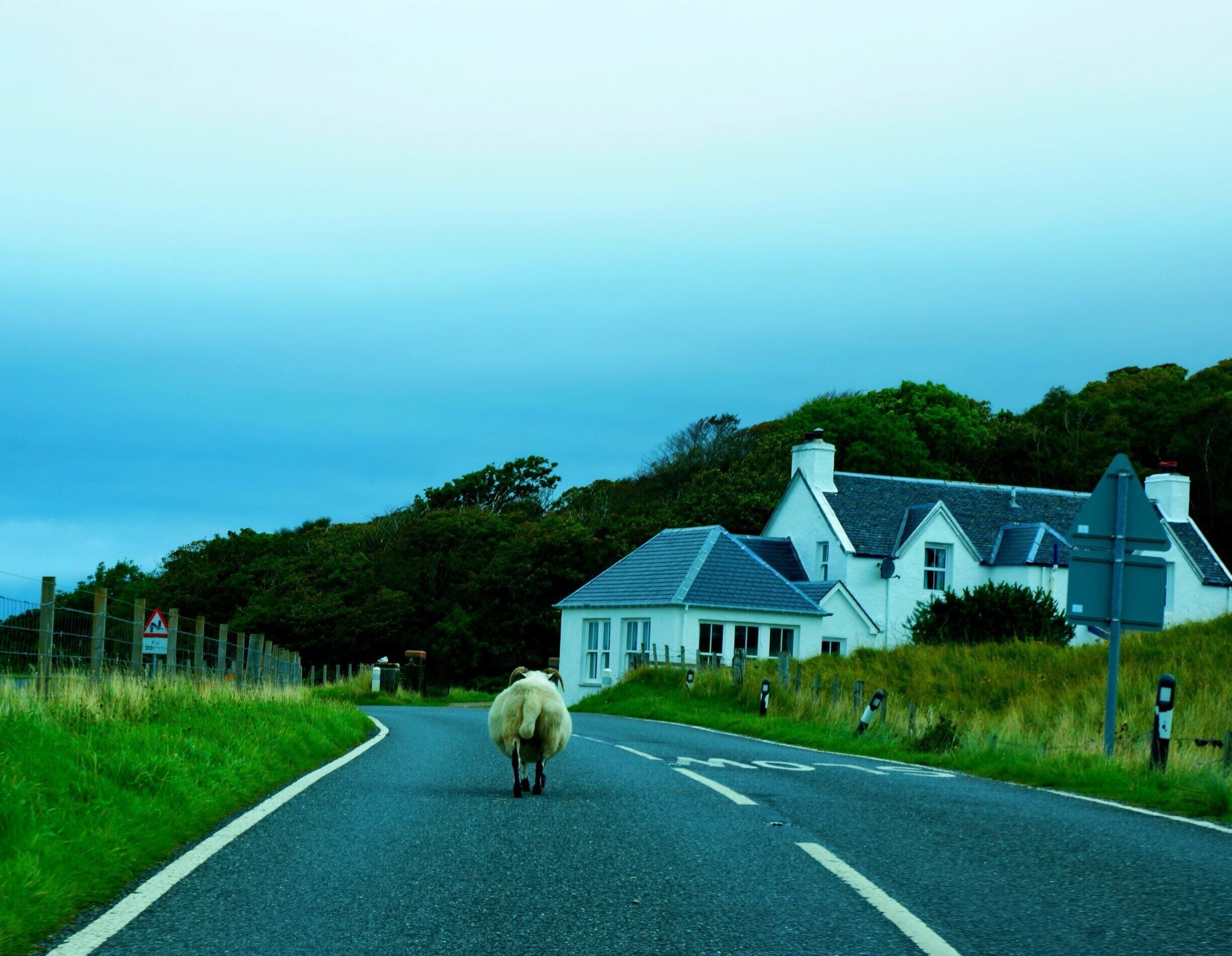 A rural road with a sheep walking towards a white house surrounded by greenery.
