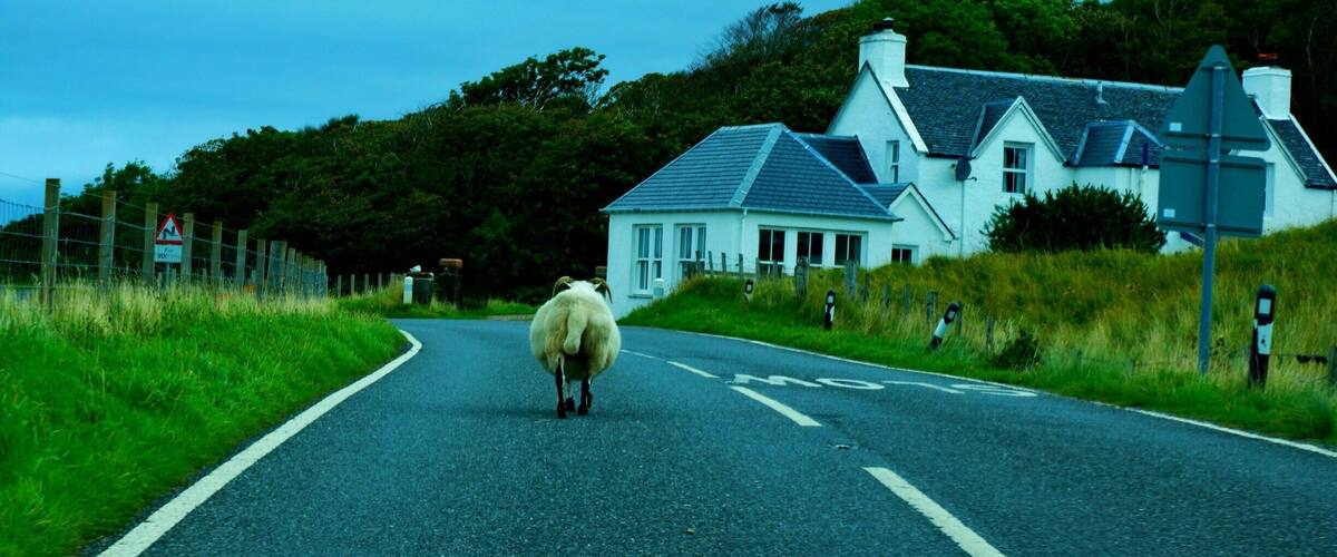 A rural road with a sheep walking towards a white house surrounded by greenery.