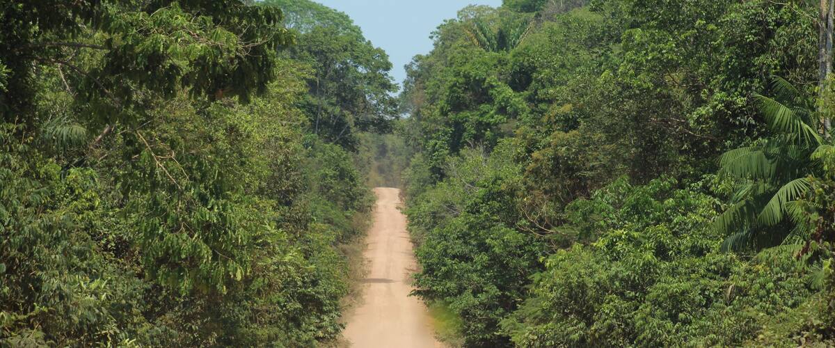 A dirt road flanked by dense green foliage, leading into a forested area.