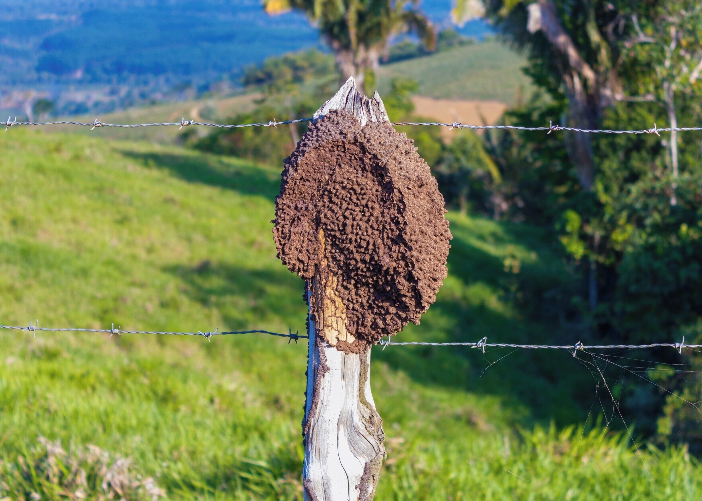 Unidentified insect nest along BA-420 near  Capanema, Maragogipe, Brazil.