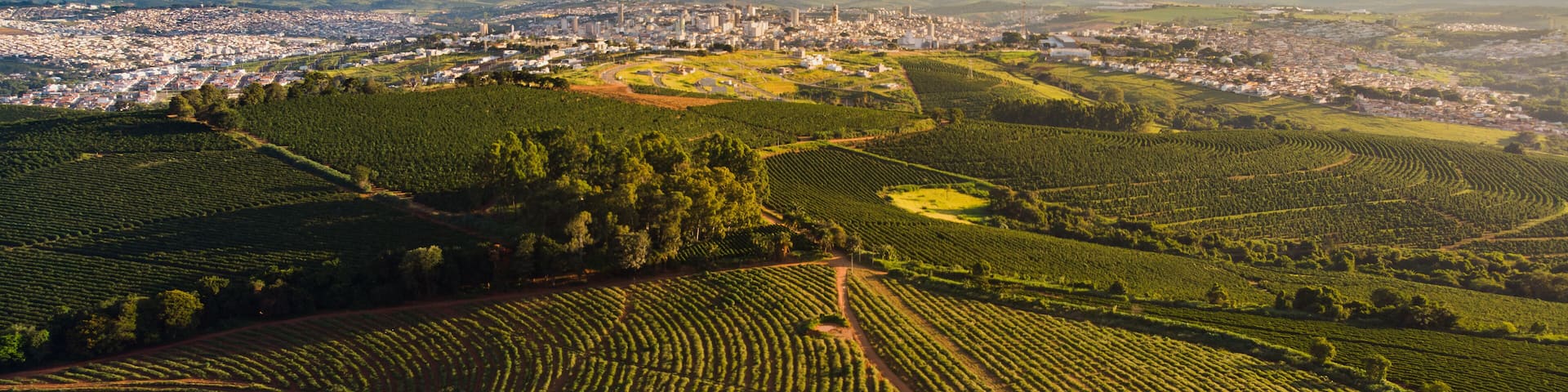Plantação de café e a cidade de Varginha, Minas Gerais