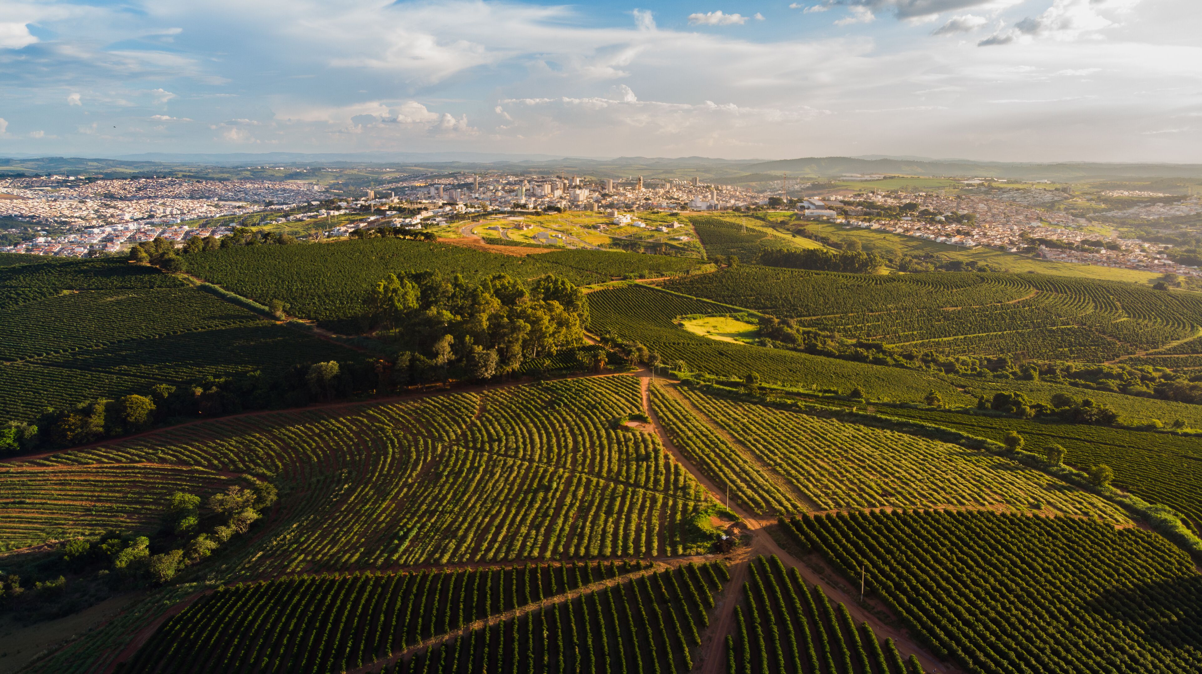 A vineyard with rows of grapevines, a cityscape in the background, and a clear sky.