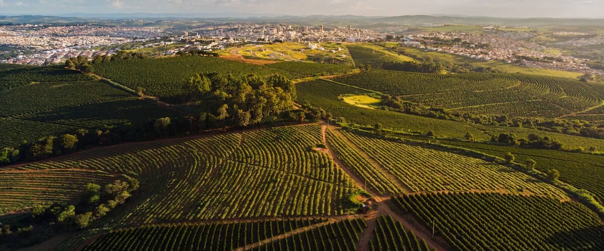 A vineyard with rows of grapevines, a cityscape in the background, and a clear sky.