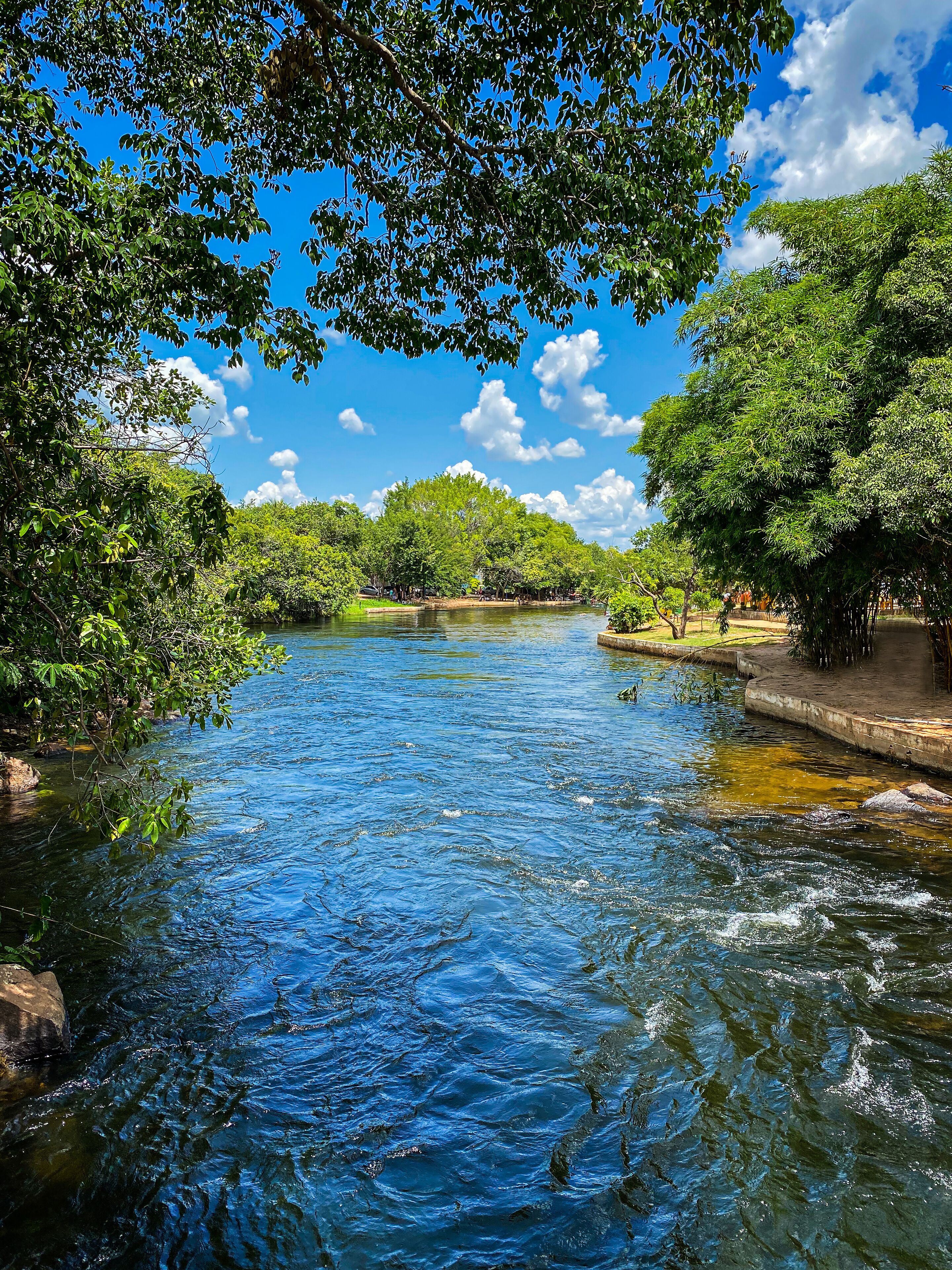 Lovely river and trees