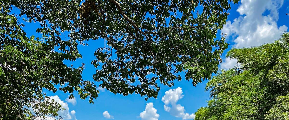A river surrounded by lush greenery and trees under a clear blue sky.