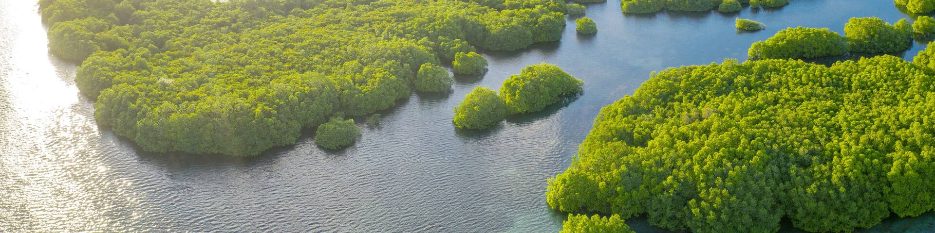 Anavilhanas archipelago, flooded amazonia forest in Negro River, Amazonas, Brazil. Aerial drone view.