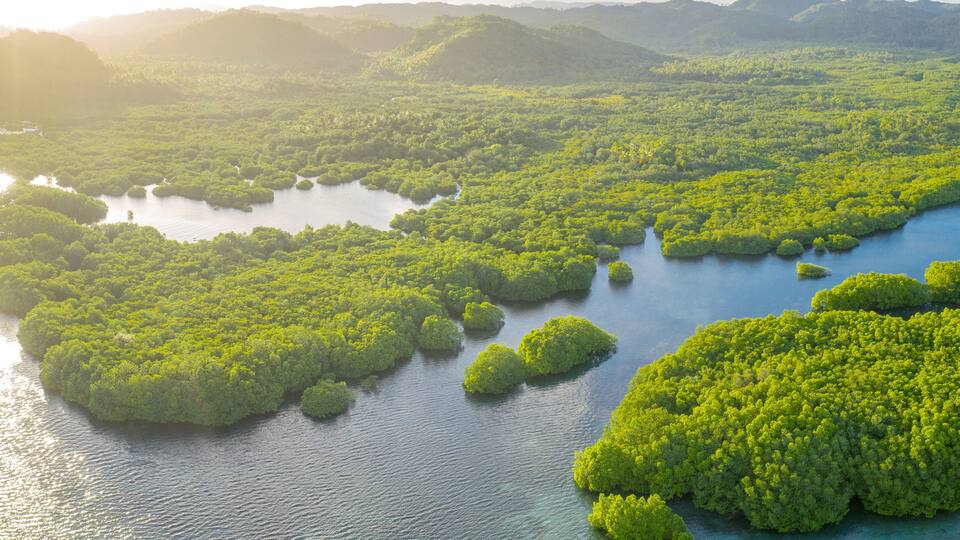 A lush green mangrove forest with numerous small islands surrounded by water.