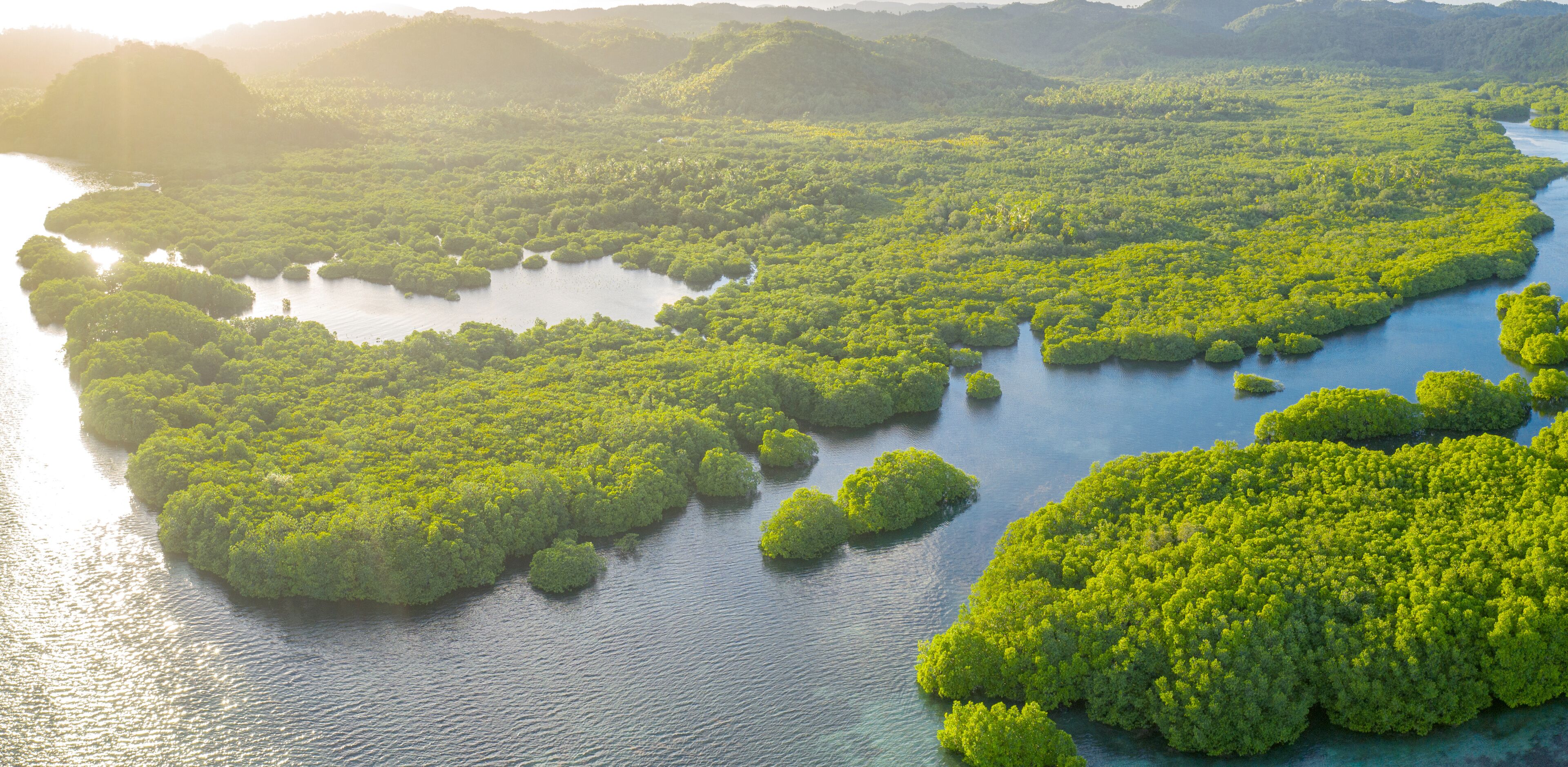 A lush green mangrove forest with numerous small islands surrounded by water.