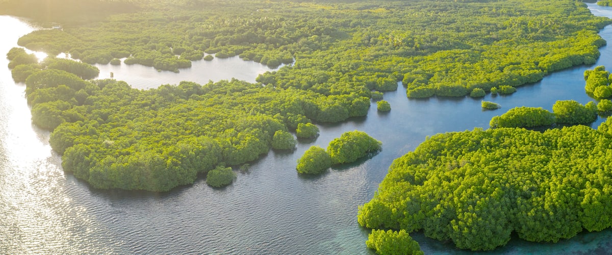 A lush green mangrove forest with numerous small islands surrounded by water.