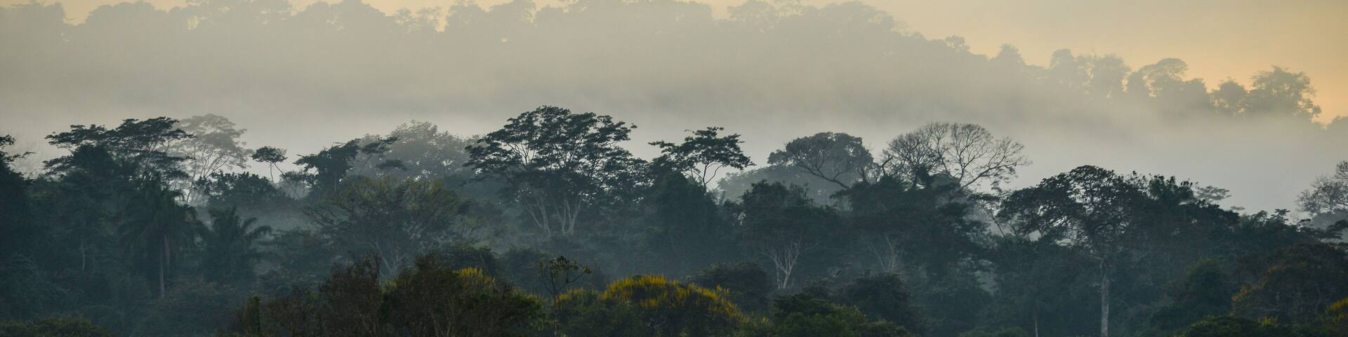 A misty morning on the rainforest-lined banks of the Guaporé-Itenez river, near Ilha das Flores, Rolim de Moura do Guaporé, Rondonia, on the border with Beni Department, Bolivia