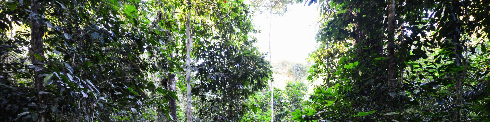 Brazil nut collectors in the Amazon rainforest near the Quilombo, a settlement founded mainly by descendants of escaped slaves, of Pedras Negras, on the Guaporé-Itenez river, Rondonia state, Brazil