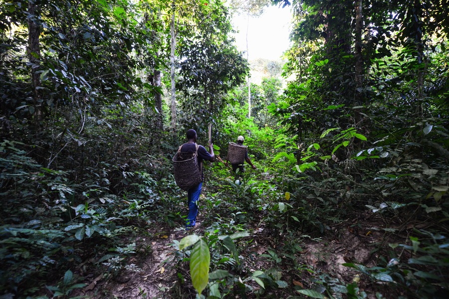 Brazil nut collectors in the Amazon rainforest near the Quilombo, a settlement founded mainly by descendants of escaped slaves, of Pedras Negras, on the Guaporé-Itenez river, Rondonia state, Brazil
