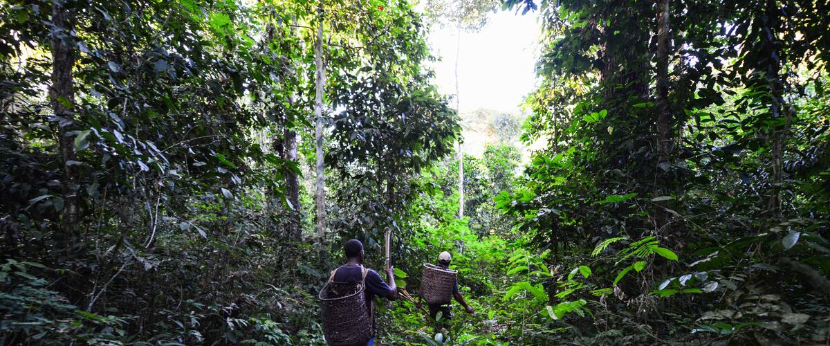 Two people walking through a dense forest with baskets on their backs.