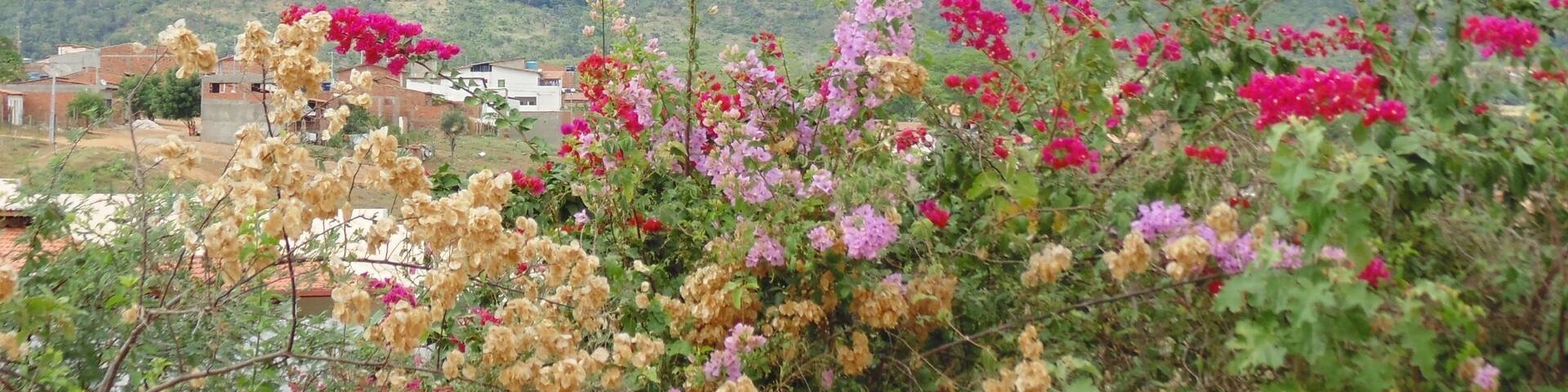 Aqui começa milha história