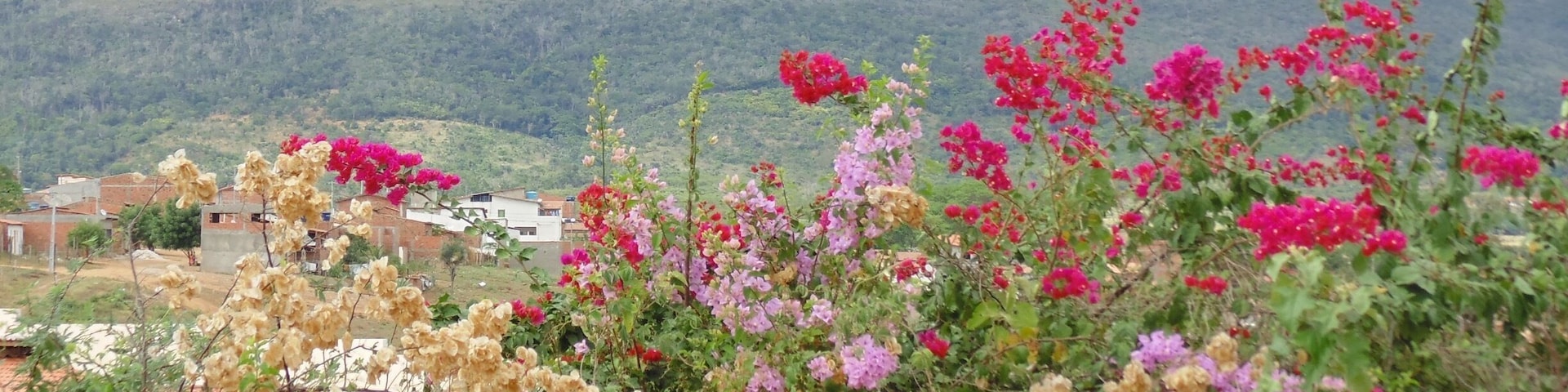 Aqui começa milha história