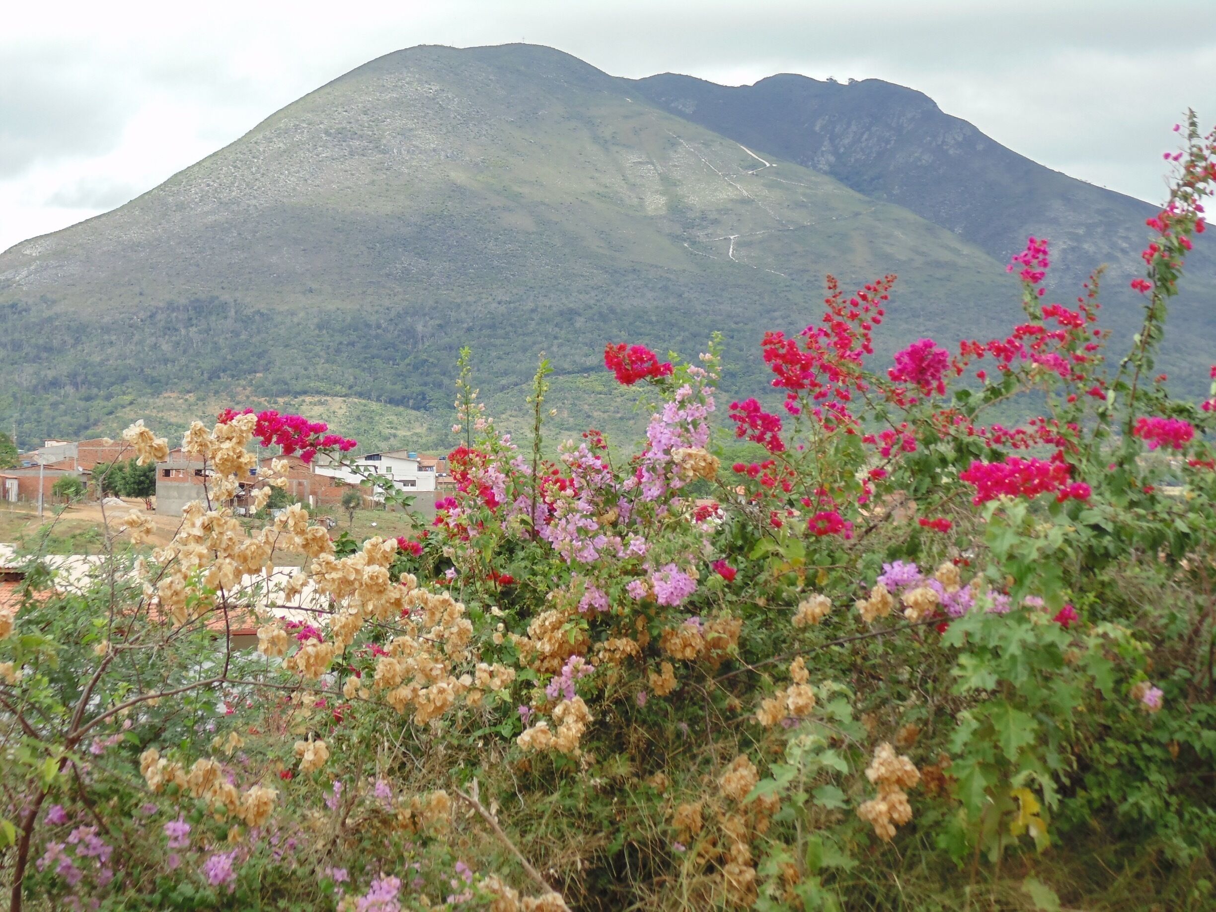 A mountain landscape with a village in the foreground and a range of colorful flowers in the foreground.