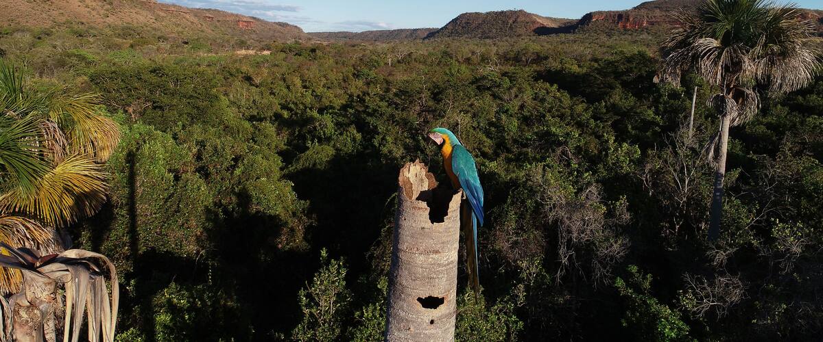 A parrot perched on a tree trunk in a dense forest with hills in the background.