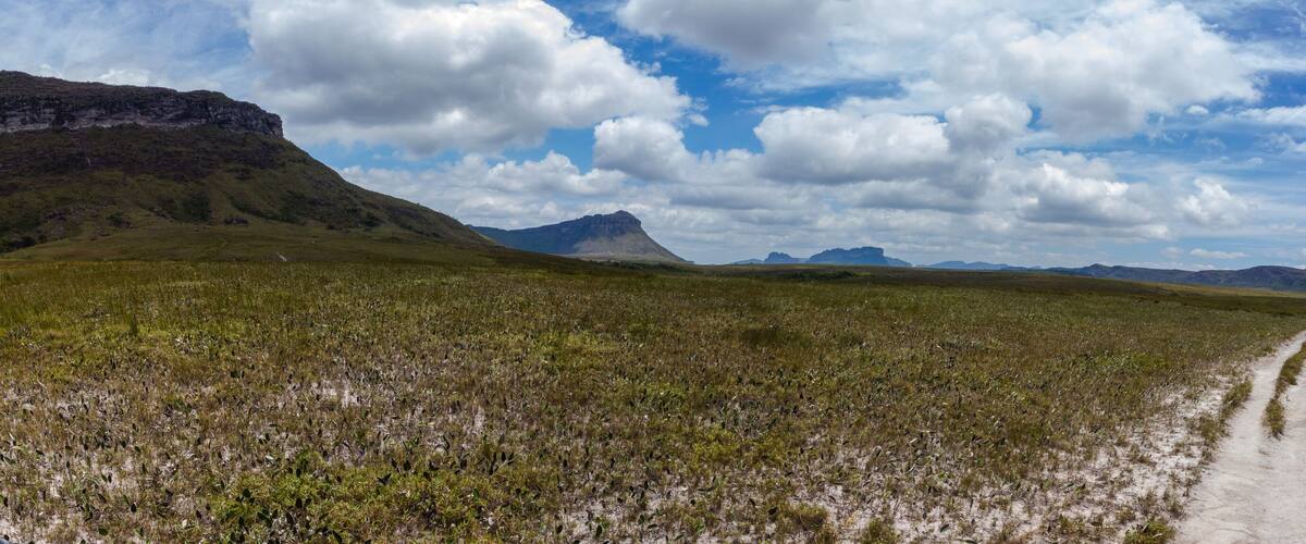 A grassy landscape with a dirt path leading through it.