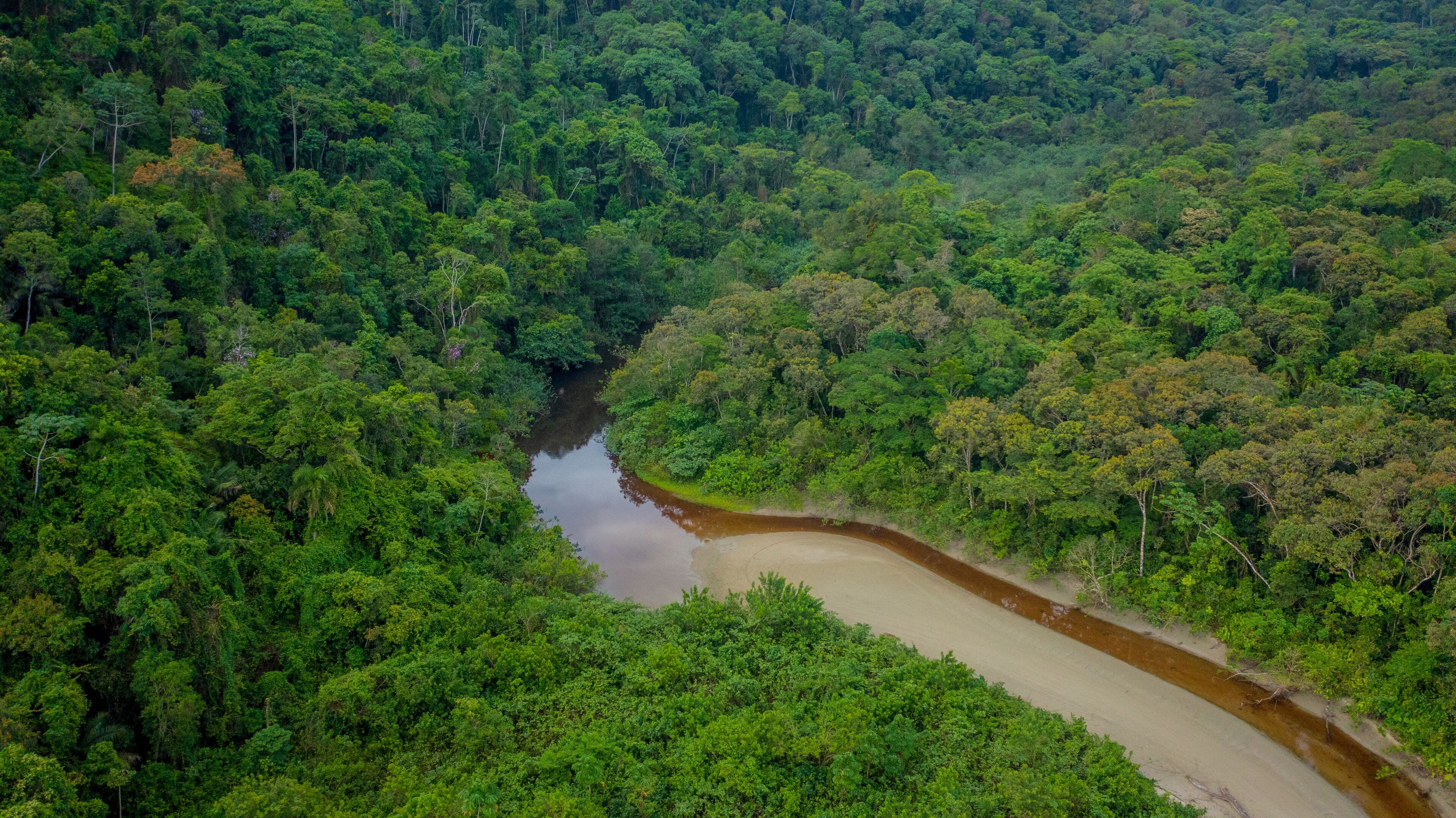 Beautiful aerial view of a small river that flows into Praia da Fazenda, a sustainable tourist destination within the protected area of Serra do Mar State Park, Ubatuba / SP.