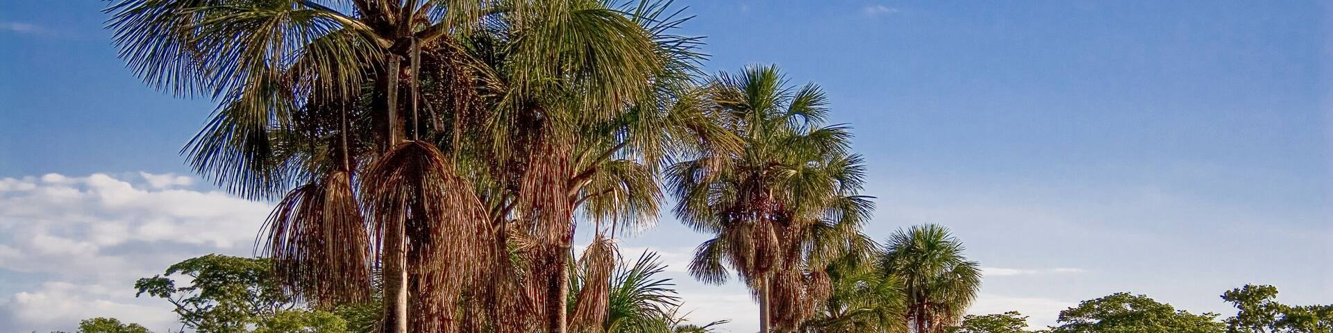 Buritis palms at brazilian Jalapão desert at Tocantins state