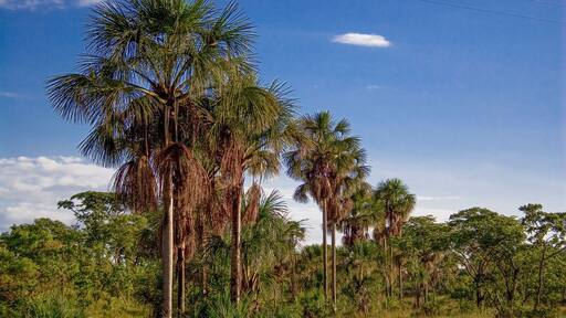 Buritis palms at brazilian Jalapão desert at Tocantins state