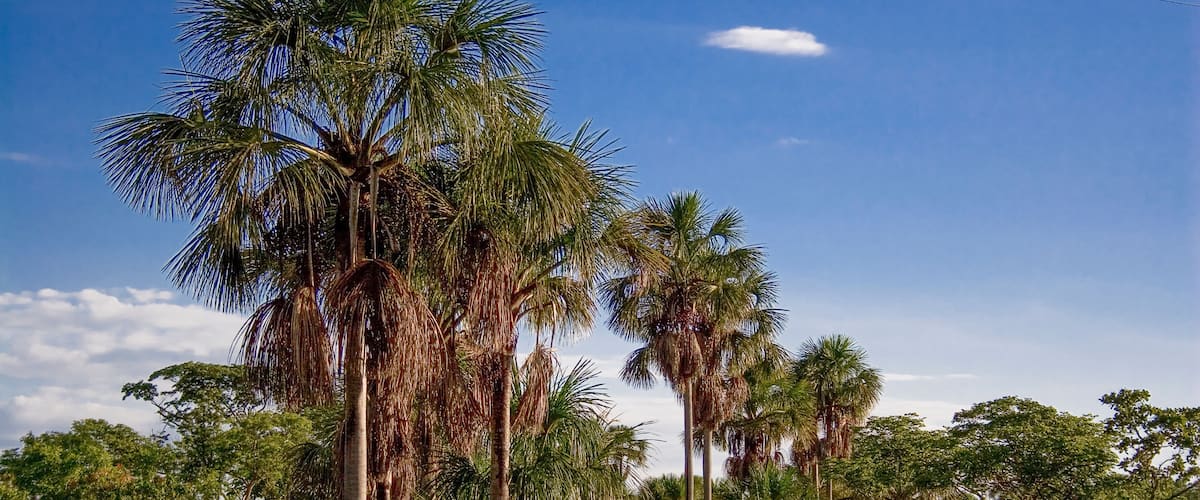 A landscape with tall palm trees and dense green foliage under a clear blue sky.