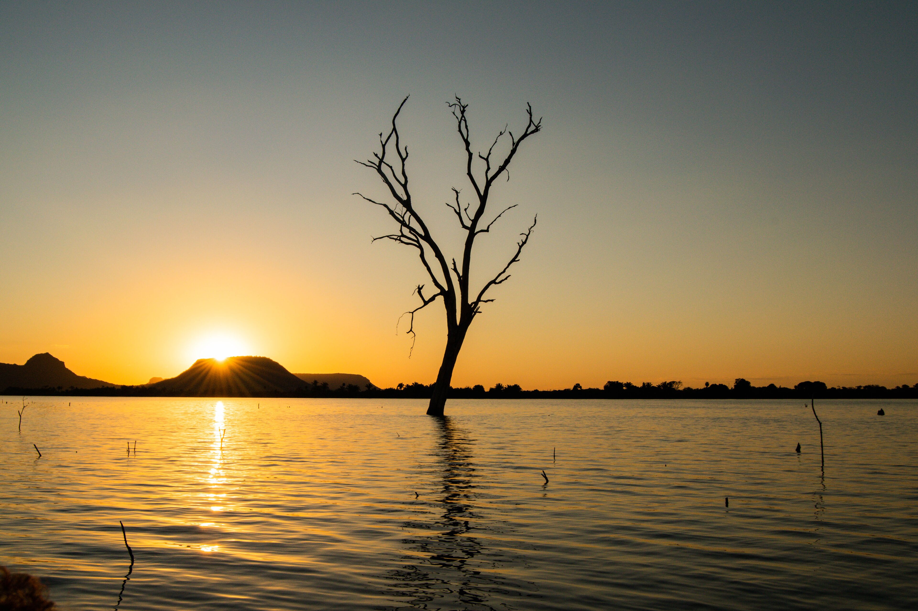 A leafless tree standing in water during sunset with mountains in the background.