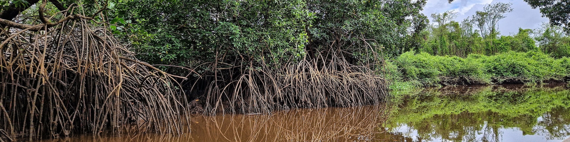Bosque de mangle con árboles densos y raíces entrelazadas en una masa de agua fangosa.