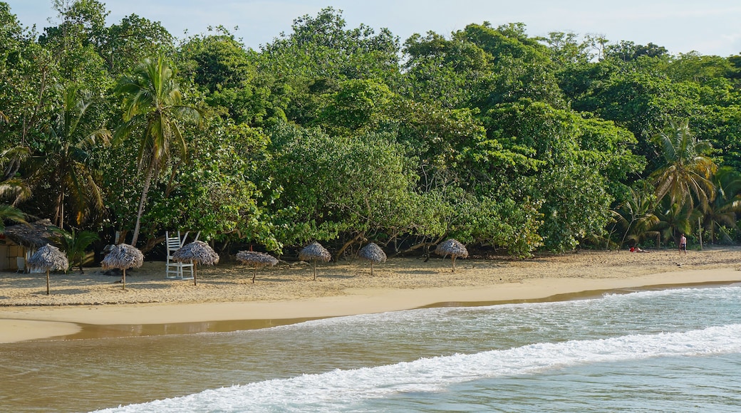 Una playa con sombrillas de paja, palmeras y una vista despejada del océano.