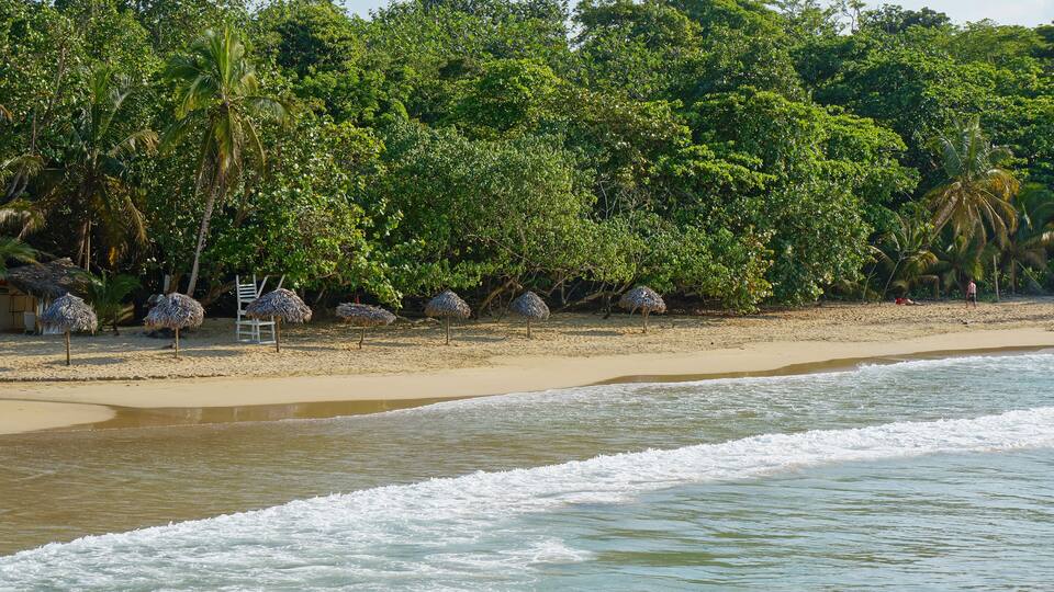 A beach with thatched umbrellas, palm trees, and a clear view of the ocean.