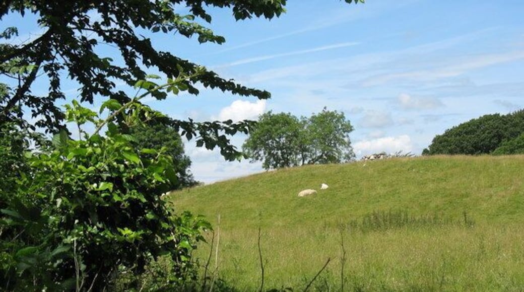 Sheep resting on the slopes of a drumlin on one of the rare sunny afternoons of June 2007
