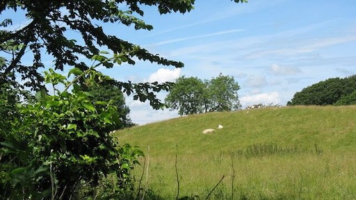 Sheep resting on the slopes of a drumlin on one of the rare sunny afternoons of June 2007