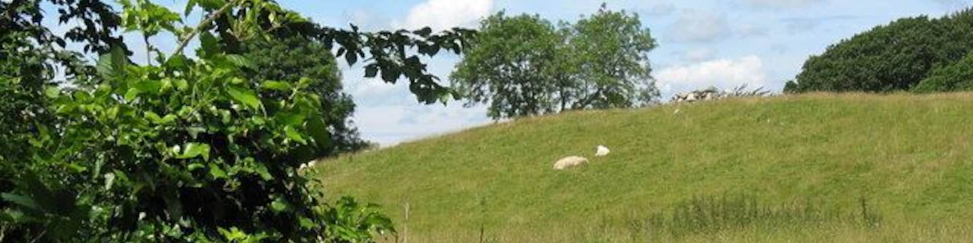 Sheep resting on the slopes of a drumlin on one of the rare sunny afternoons of June 2007