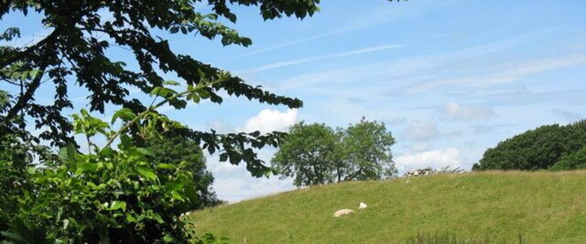 A grassy field with trees and a clear sky.