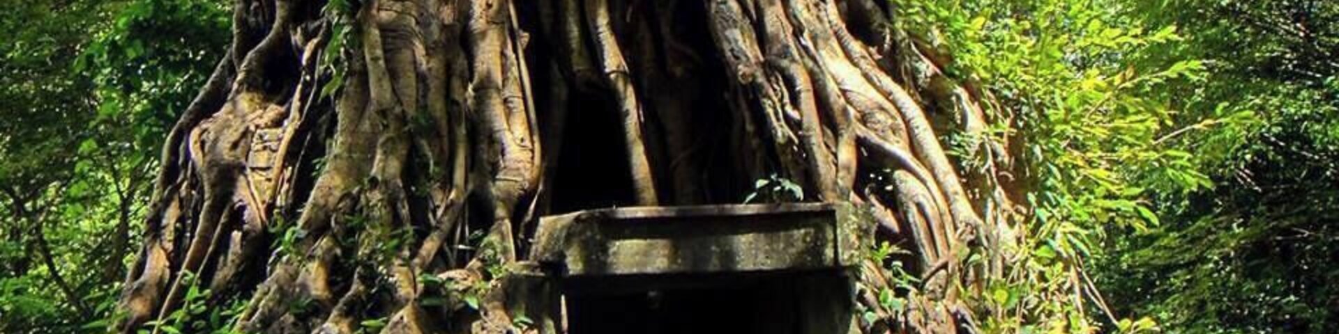 The Forest Temple was most notable for the trees that had used the brick towers as shortcuts to great heights.