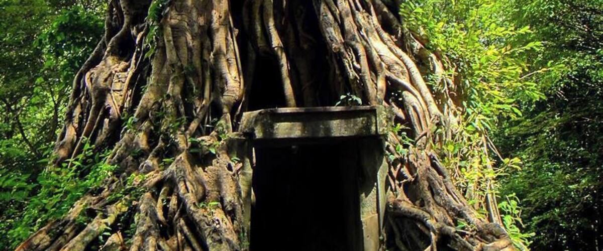 A large tree with extensive roots and a small opening at its base.