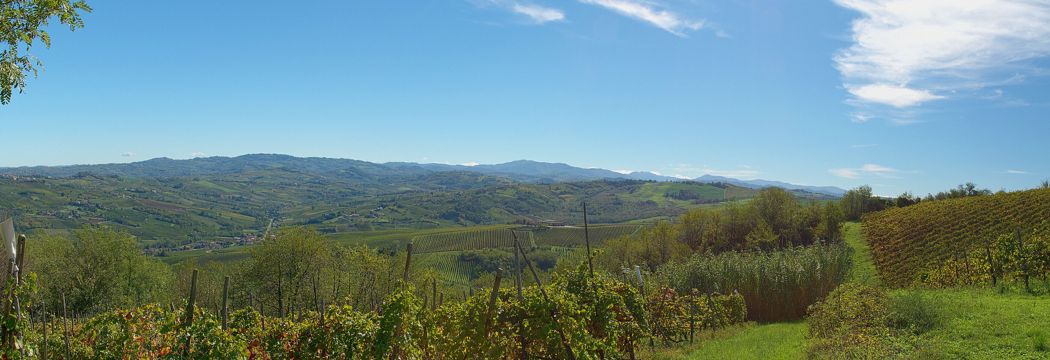 A vineyard with rows of grapevines and a valley with rolling hills and distant mountains under a clear blue sky.